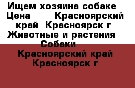 Ищем хозяина собаке › Цена ­ 1 - Красноярский край, Красноярск г. Животные и растения » Собаки   . Красноярский край,Красноярск г.